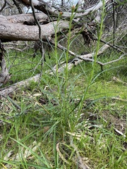 Xerochrysum viscosum