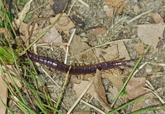 Scolopendridae