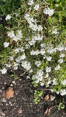 Lobularia maritima