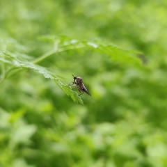 Empidoidea