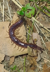 Scolopendridae