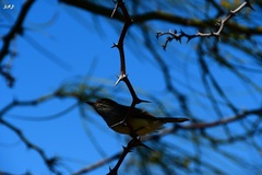 Myiarchus magnirostris