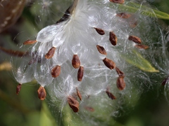 Asclepias curassavica