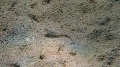 Gobius incognitus