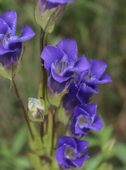Gentianopsis