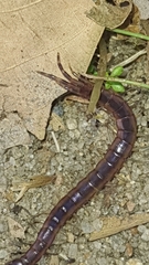 Scolopendridae