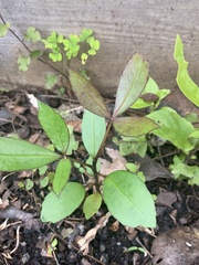 Pseudopanax discolor