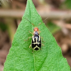 Metrobrotica geometrica