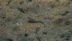 Gobius incognitus