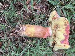 Boletus patrioticus