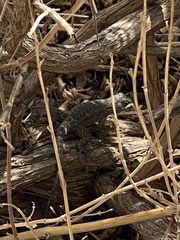 Sceloporus occidentalis