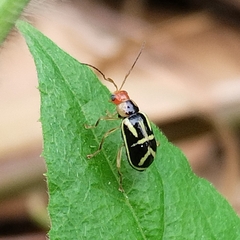 Metrobrotica geometrica