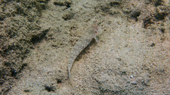 Gobius incognitus
