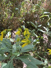 Verbesina alternifolia