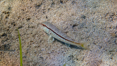 Mullus barbatus