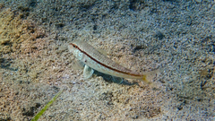 Mullus barbatus
