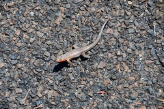 Microlophus indefatigabilis