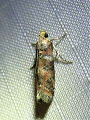 Sciota rubrisparsella