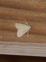 Glaphyria glaphyralis