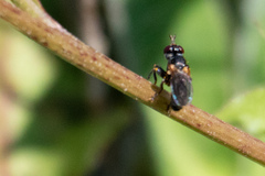 Thecophora
