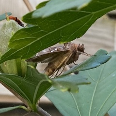 Autographa