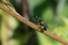 Thecophora