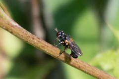 Thecophora