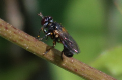 Thecophora