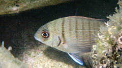 Diplodus sargus