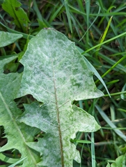 Golovinomyces sonchicola