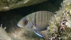 Diplodus sargus