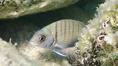 Diplodus sargus