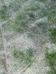 Golovinomyces sonchicola