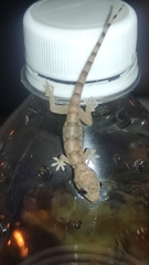 Hemidactylus mabouia