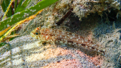 Gobius geniporus