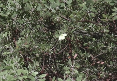 Abaeis mexicana