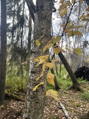 Betula neoalaskana