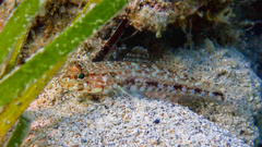 Gobius geniporus