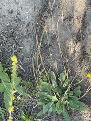 Pilosella officinarum