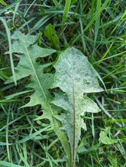 Golovinomyces sonchicola