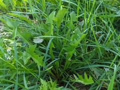 Golovinomyces sonchicola