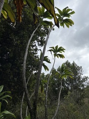 Cordyline fruticosa