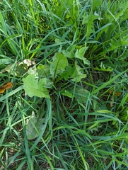 Golovinomyces sonchicola