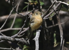 Empidonax fulvifrons