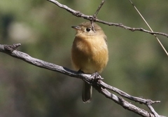 Empidonax fulvifrons