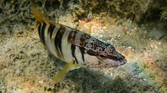 Serranus scriba