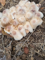 Leucoagaricus americanus