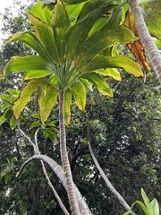 Cordyline fruticosa
