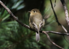 Empidonax fulvifrons