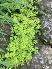 Oxalis incarnata